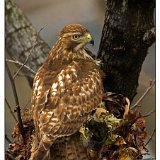5803 Red-tailed Hawk